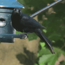 a black bird perched on a bird feeder