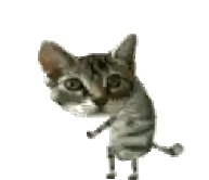 a cat is standing on its hind legs on a white background and looking at the camera .