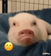 a pig is laying on a blue pillow next to a sad face emoji