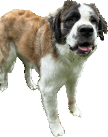 a brown and white dog sticking its tongue out