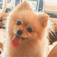 a pomeranian dog is sticking its tongue out in a car .