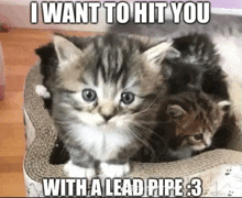 two kittens are sitting in a cardboard box with a caption that says `` i want to hit you '' .