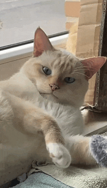 a white cat with blue eyes is laying on its back