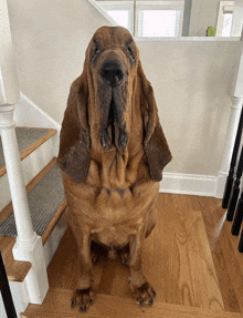 a large brown dog sitting on a set of stairs looking at the camera