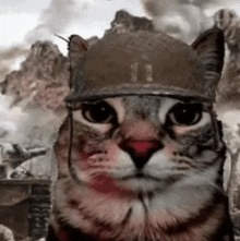 a cat wearing a helmet with the number 11 on it looks at the camera