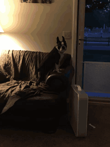 a black and white dog sitting on a brown couch