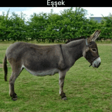 a donkey standing in a grassy field with trees in the background and the word eşşek above it