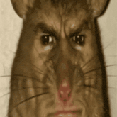 a close up of a rat with a human face