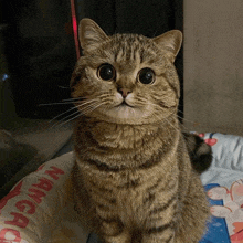 a cat sits on a pillow that says nanga on it