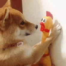 a dog is standing next to a stuffed chicken .