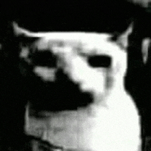 a black and white photo of a white cat with horns looking at the camera .