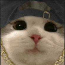 a close up of a cat wearing a baseball cap and chain