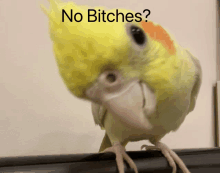 a parrot with a caption that says " no bitches " behind it