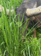 a water buffalo is grazing in a field of tall green grass