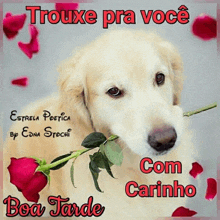 a picture of a dog with a rose in its mouth with the words trouxe pra voce com carinho boa tarde