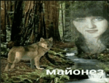 a picture of a wolf and a woman with mayonez written in the bottom right corner