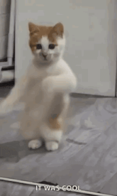 a cat is dancing in front of a mirror with its paws up .