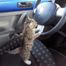 a kitten is standing on its hind legs in a car