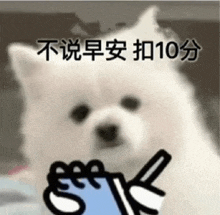 a white dog is holding a blue object in its paws and giving a thumbs up .