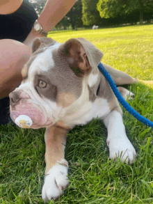 a puppy with a pacifier in its mouth is laying in the grass