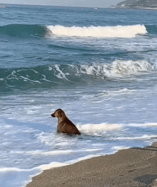 a dog is swimming in the ocean near the beach