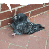 a pigeon is sitting on a brick sidewalk with a speech bubble above it