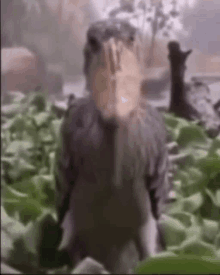 a blurred image of a person standing in a field of lettuce .