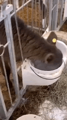 a cow is drinking water from a white bucket in a cage .