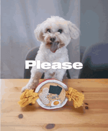 a small white dog is sitting at a table with a plate of ramen noodles and the word please above it