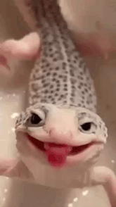 a lizard is making a funny face with its tongue hanging out .