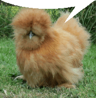 a fluffy chicken with a speech bubble above it