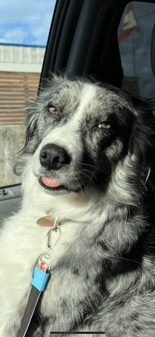 a dog is sitting in the back seat of a car with its tongue out