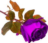 a close up of a purple rose with brown leaves