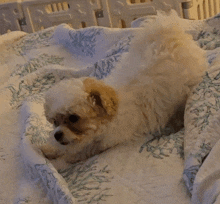 a small white dog is laying on a blanket with a coral print