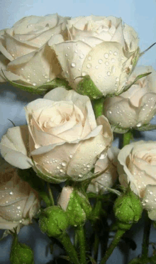 a bunch of white roses with green stems and water drops on them