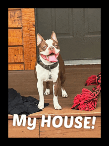 a brown and white dog standing on a porch with the words my house written below it