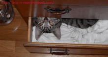 a cat is peeking out of a drawer filled with white clothes .