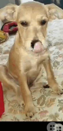 a small dog is sitting on a bed with its tongue sticking out