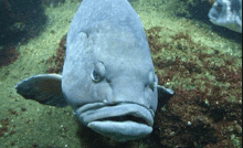 a large fish with a very angry look on its face is swimming in the water