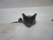 a gray cat with its eyes closed is laying on a white surface