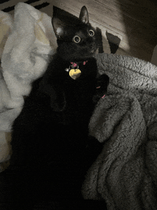 a black cat laying on a blanket with a tag that says ' amanda '