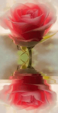 a red rose is reflected in the water and has a reflection in the water .