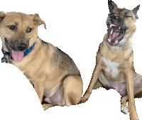 two dogs are sitting next to each other one is yawning