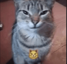 a close up of a cat with a yellow smiley face on its neck .