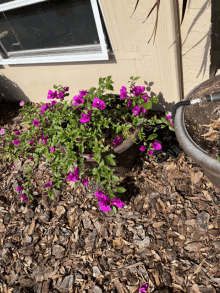 purple flowers are growing in a pot on the ground