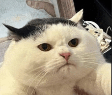 a black and white cat with a pink nose is sitting on a couch .