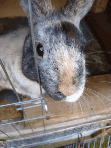 a close up of a rabbit 's face behind a wire cage