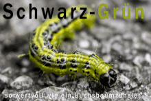 a close up of a caterpillar with the words schwarz-grün written on the bottom