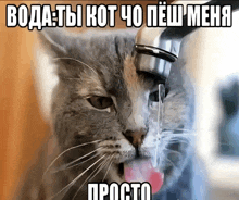 a cat drinking water from a faucet with a foreign language caption