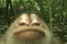 a monkey is taking a selfie in the jungle .